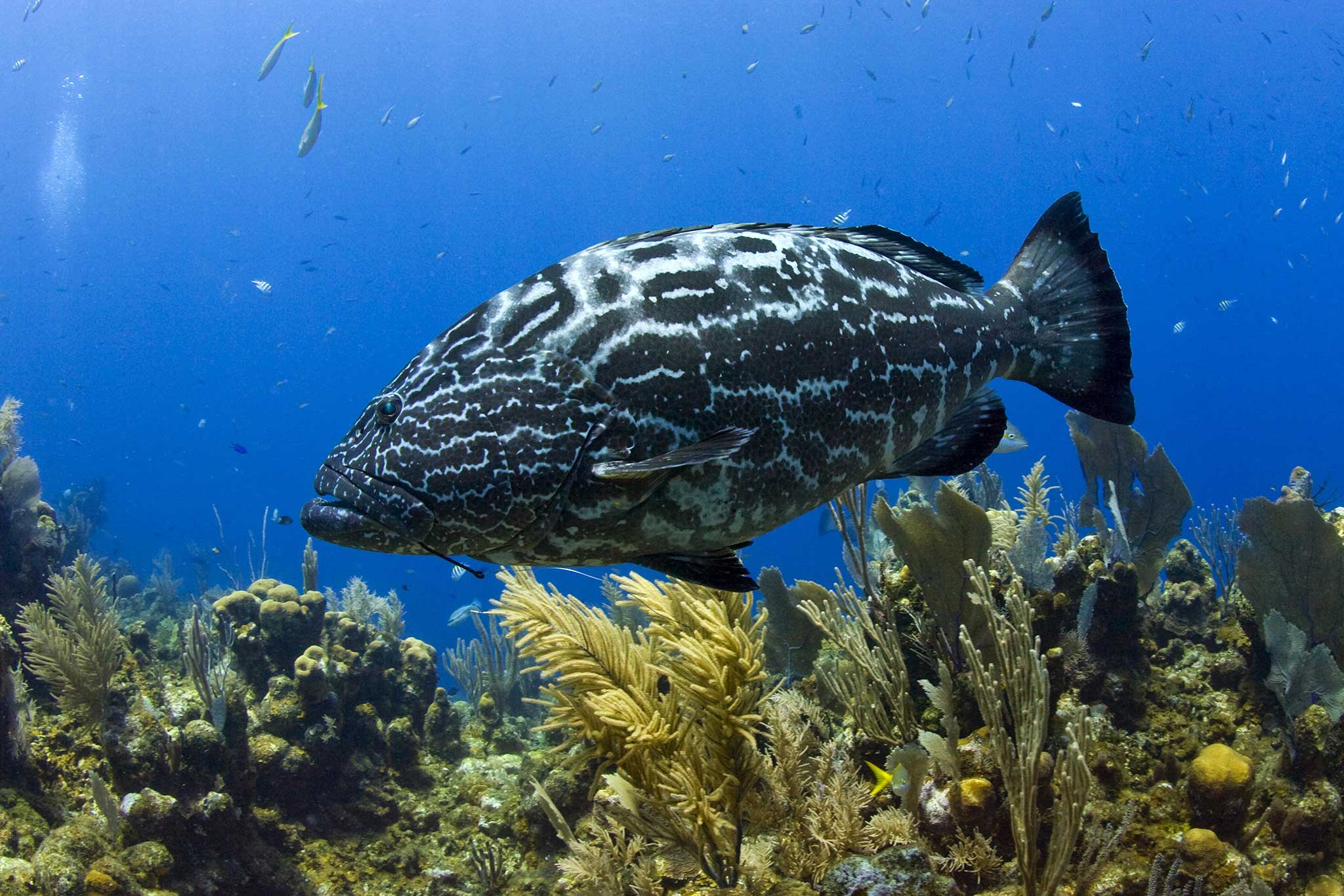 florida grouper fish